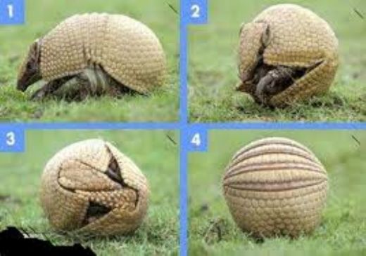 اضغط على الصورة لرؤيتها بالحجم الطبيعي اضغط على الصورة لرؤيتها بالحجم الطبيعي